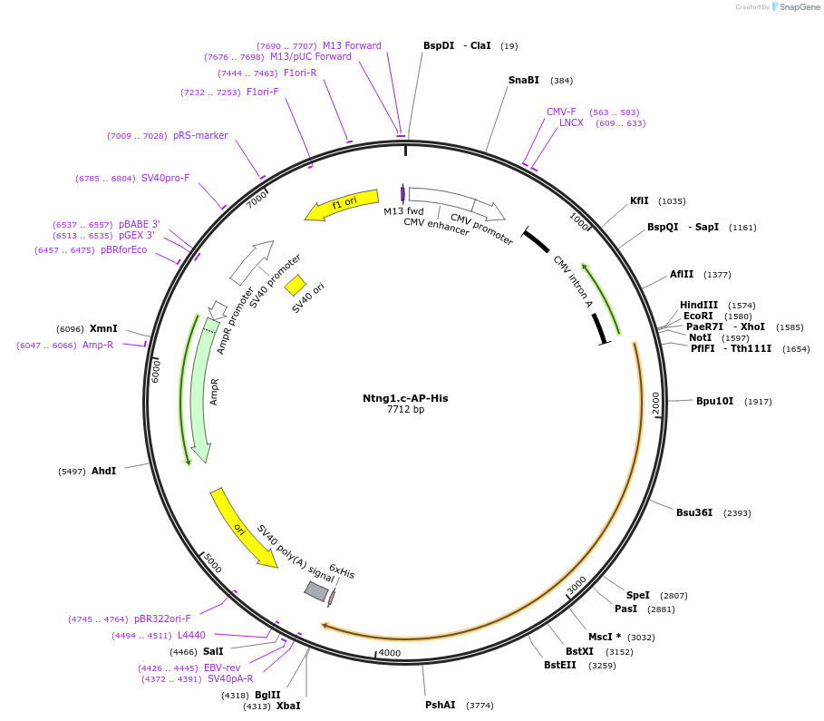 131172_map