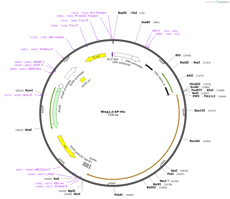 131173_map