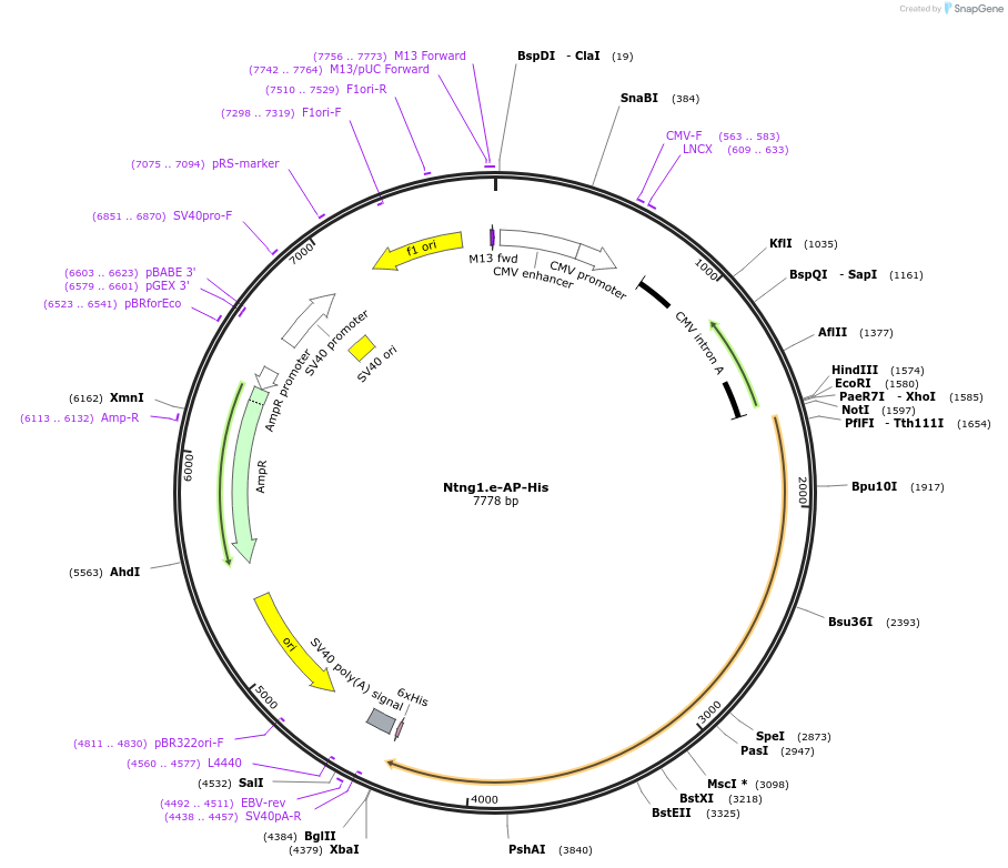 131174_map