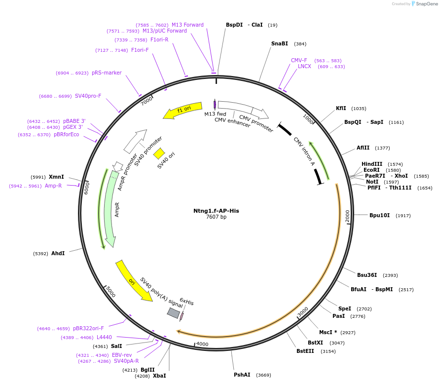 131175_map