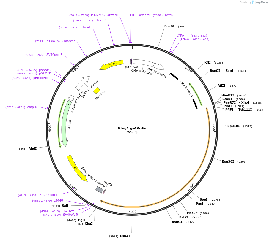 131176_map