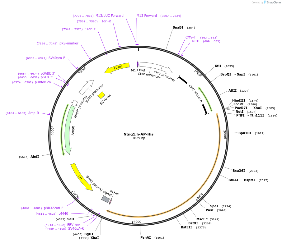 131177_map