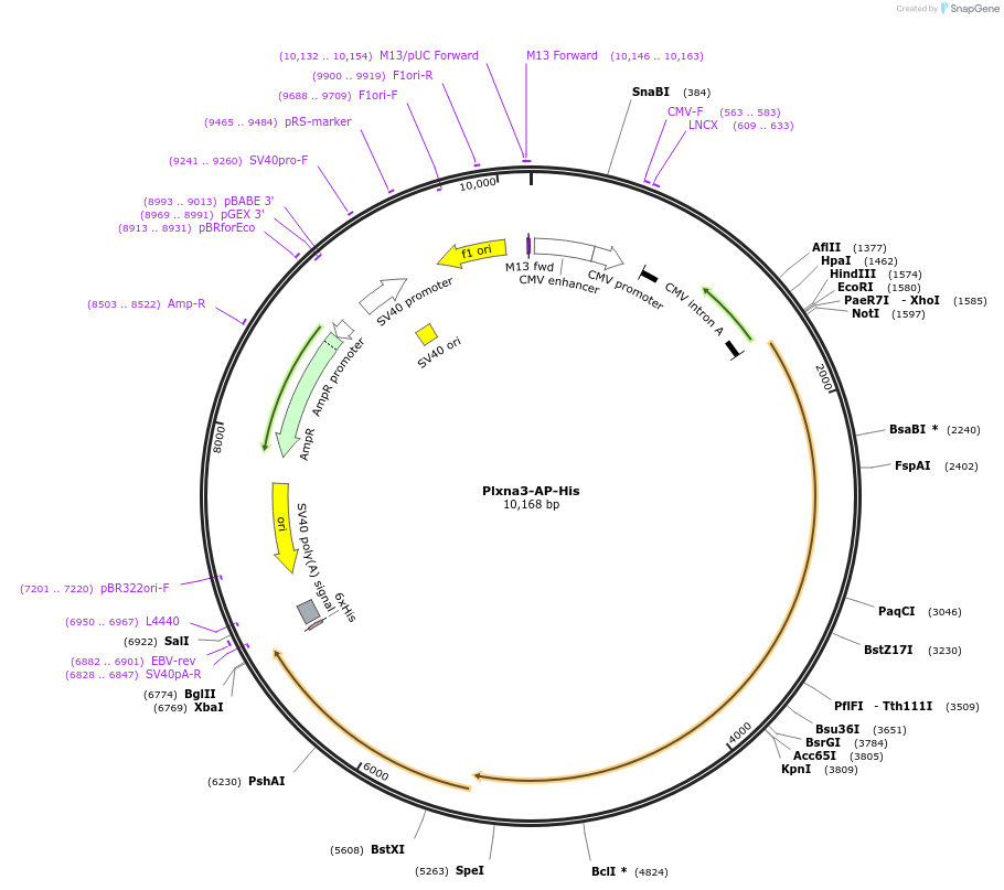 131184_map