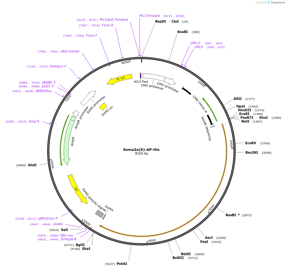 131198_map