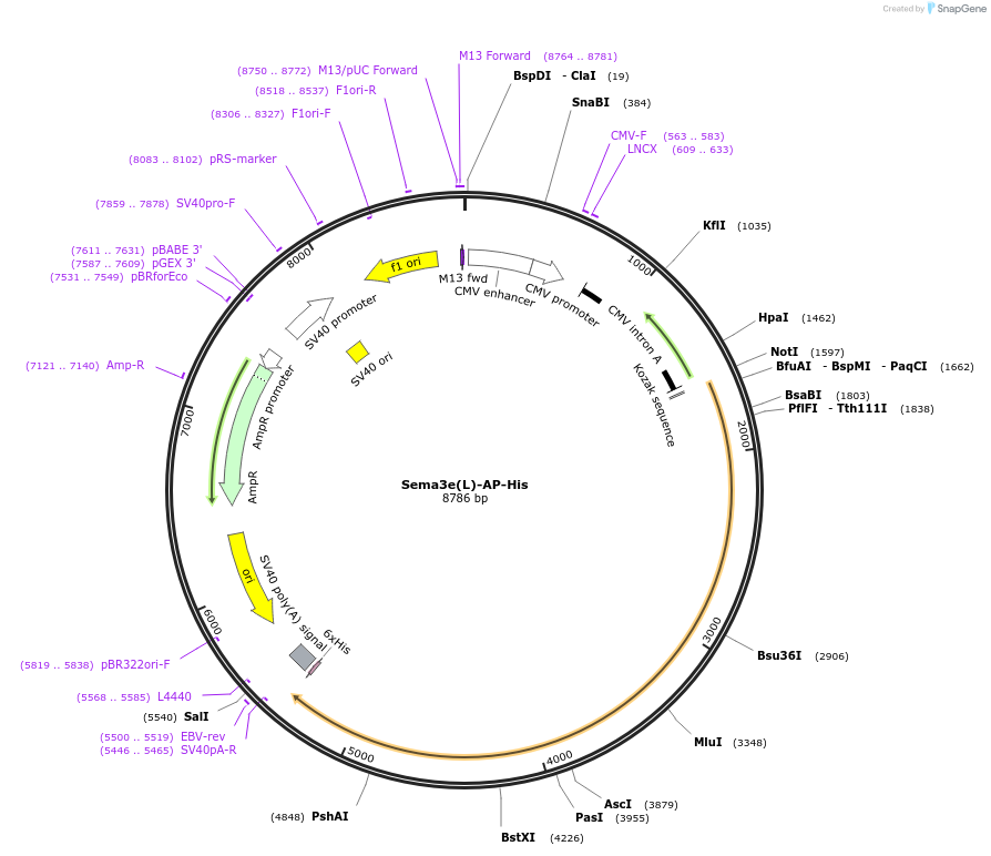 72019-plasmid-map-sequence-id-131205