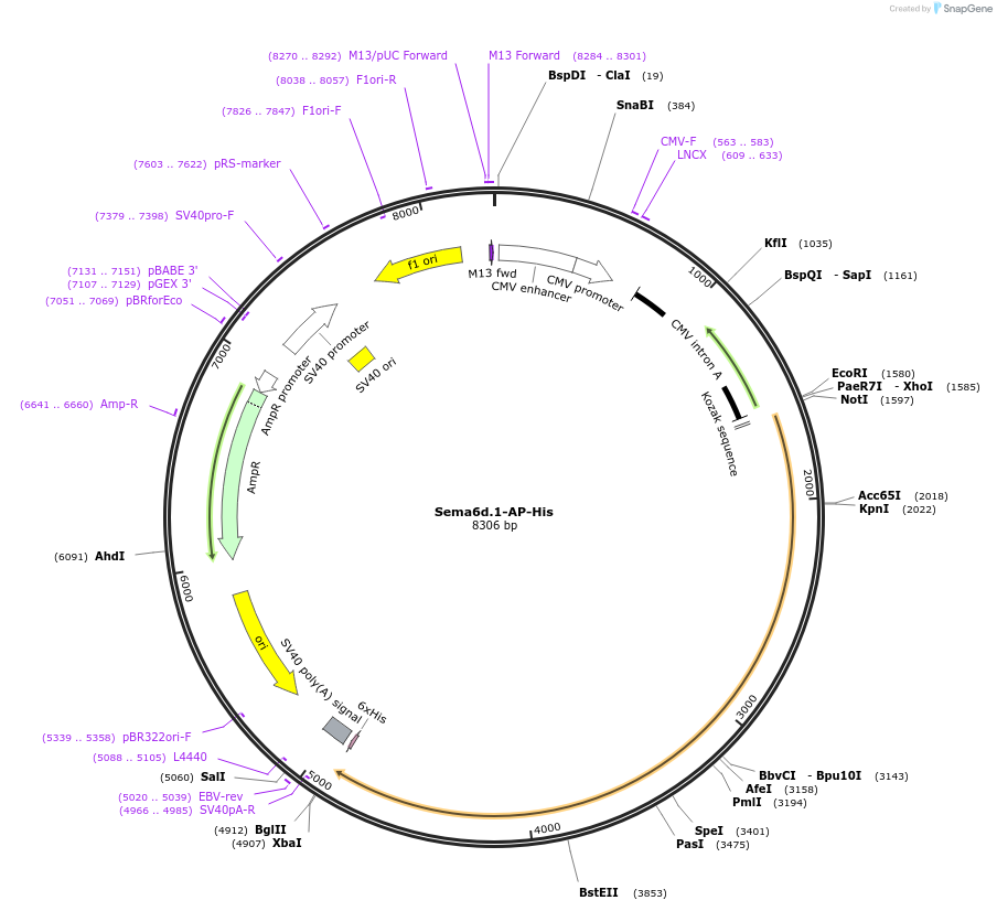 72042-plasmid-map-sequence-id-131228