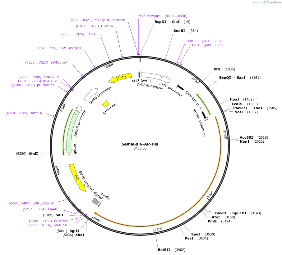 72046-plasmid-map-sequence-id-131232