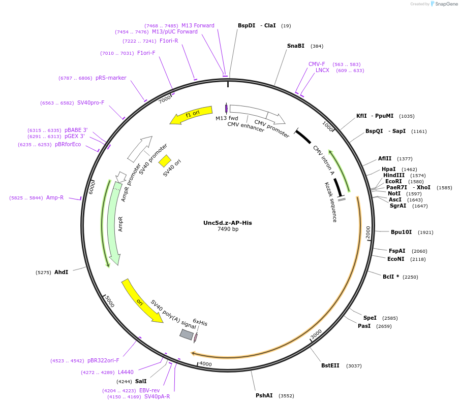 131245_map