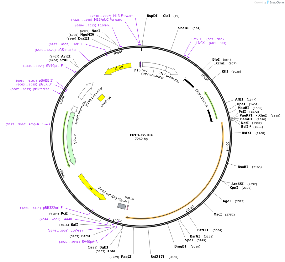 131261_map