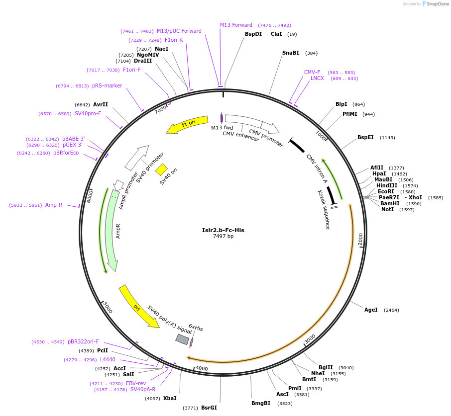 131263_map
