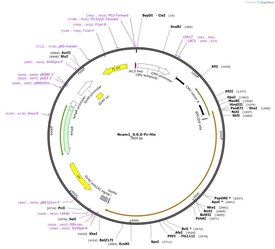 131272_map