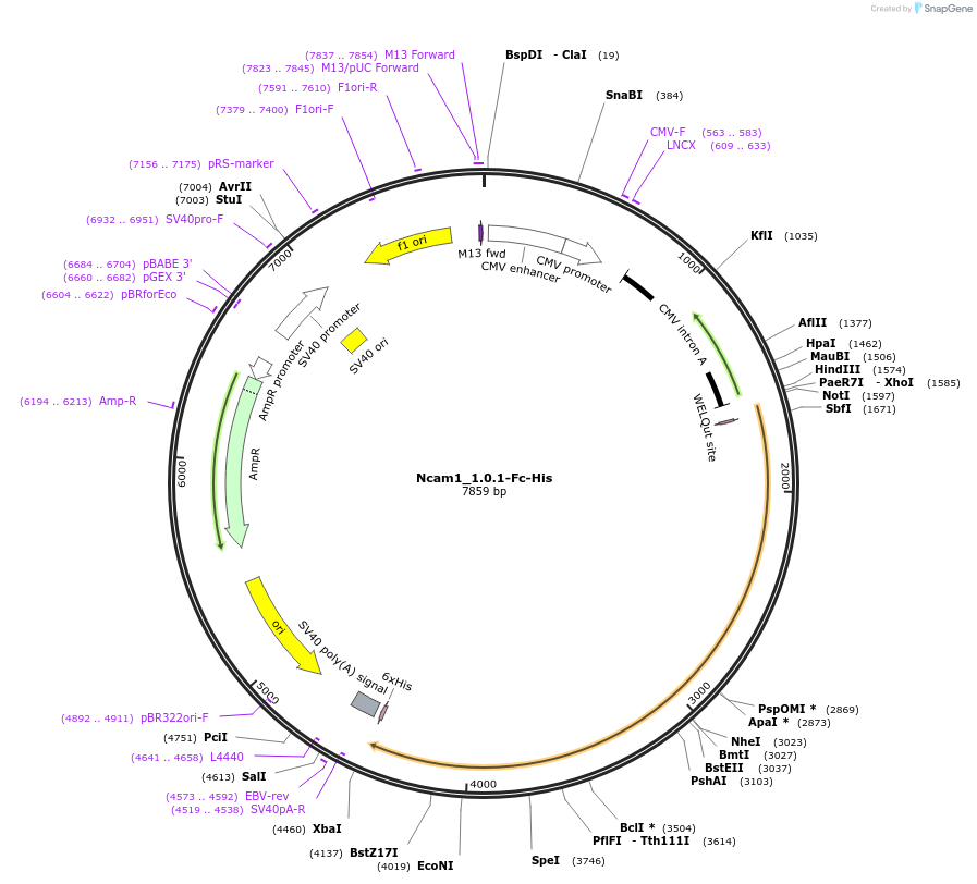 131273_map