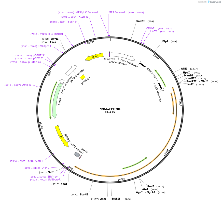 72099-plasmid-map-sequence-id-131285