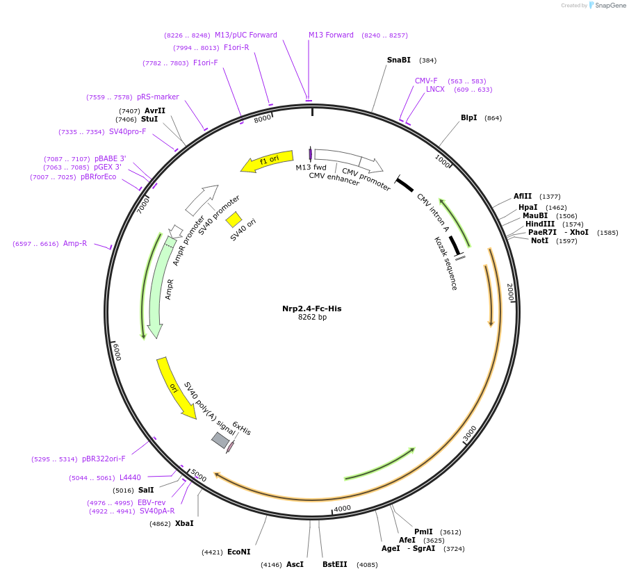72101-plasmid-map-sequence-id-131287