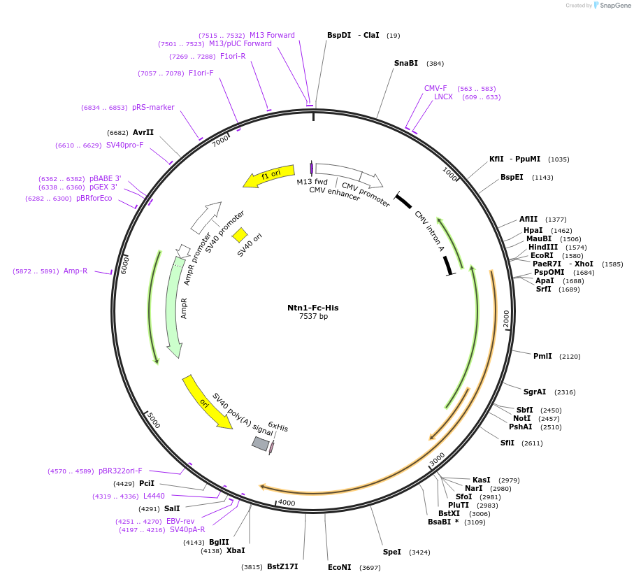 72104-plasmid-map-sequence-id-131290