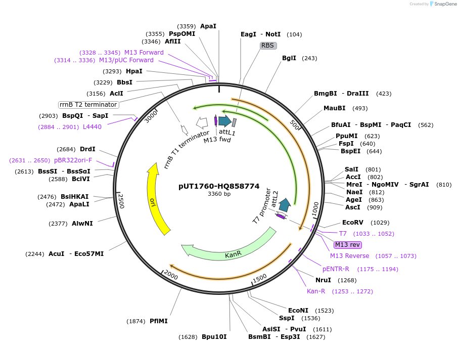 27856-plasmid-map-sequence-id-13130