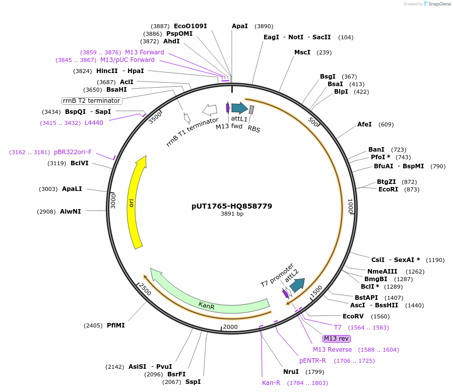 13135_map