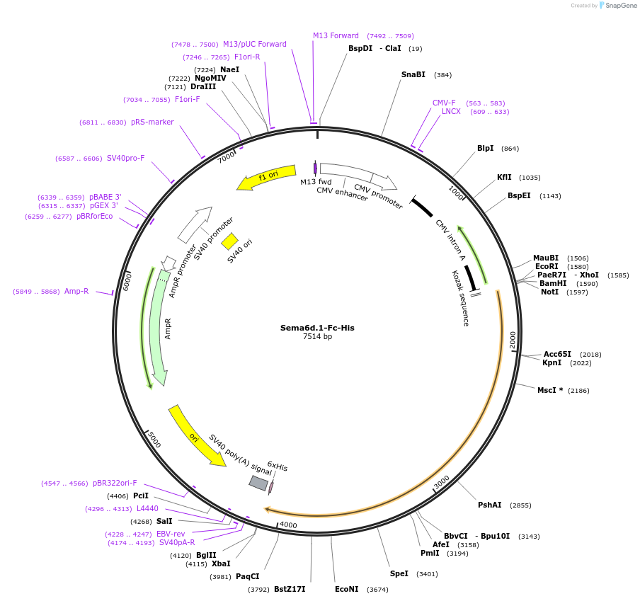 72168-plasmid-map-sequence-id-131354