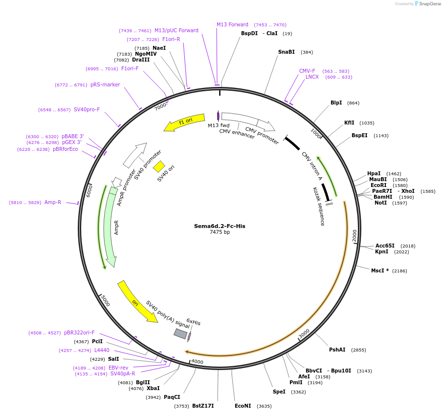 72169-plasmid-map-sequence-id-131355