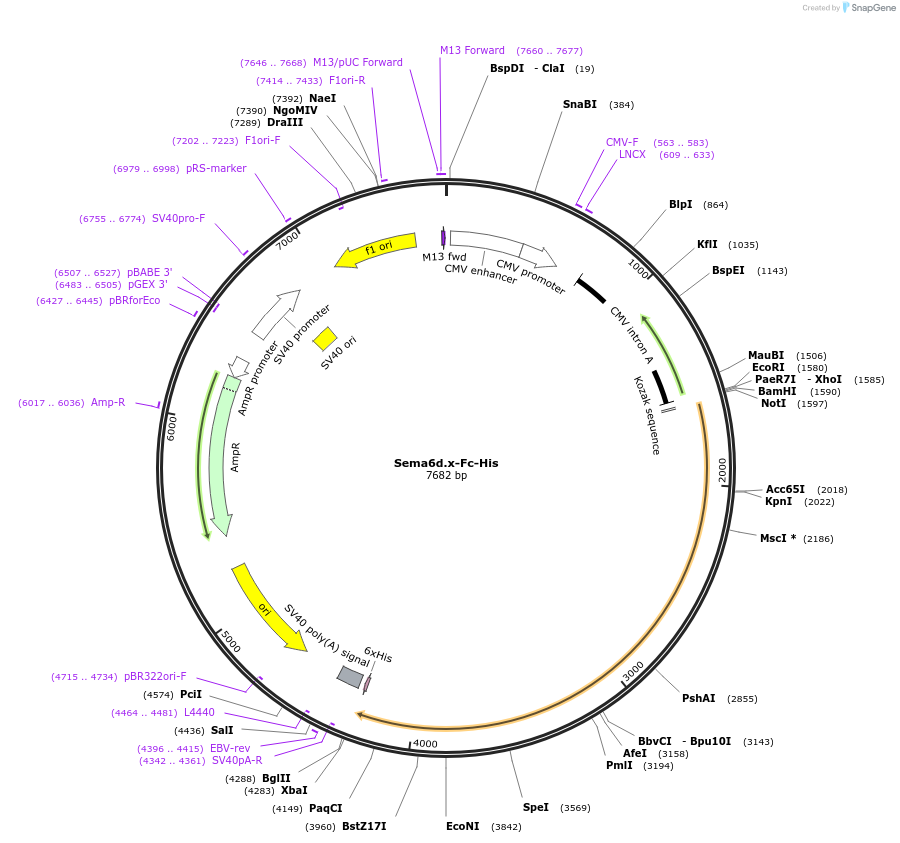 72173-plasmid-map-sequence-id-131359