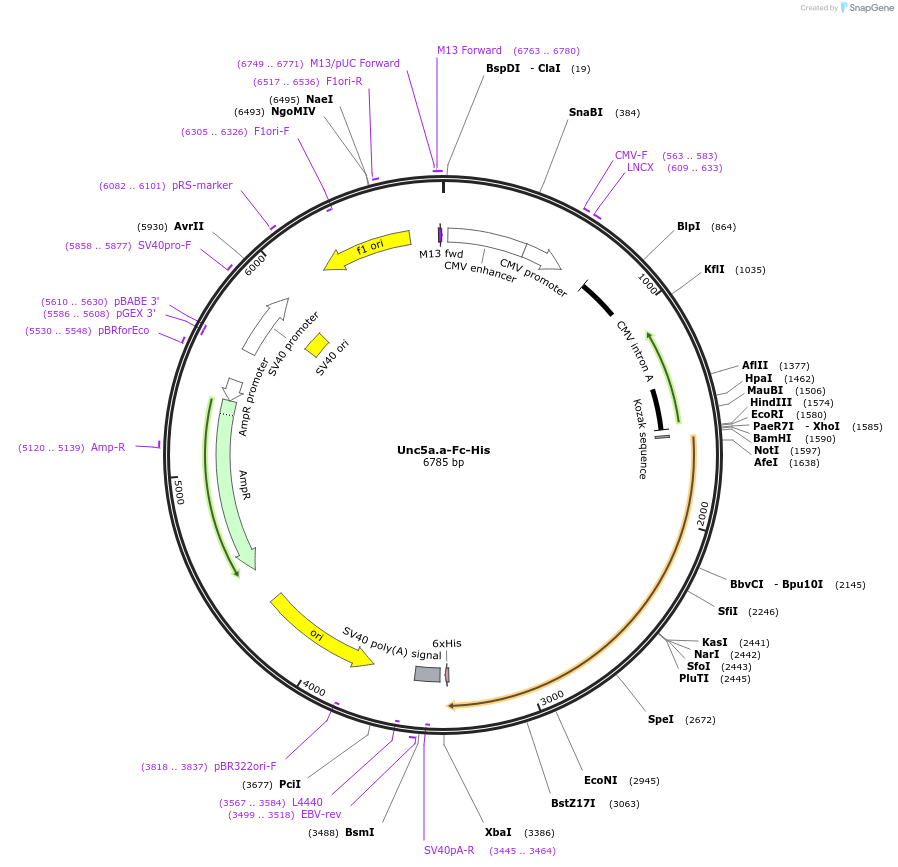 131362_map