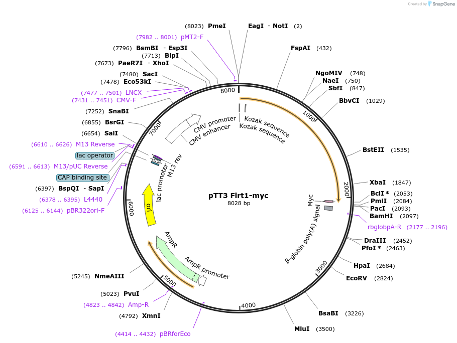 72191-plasmid-map-sequence-id-131377