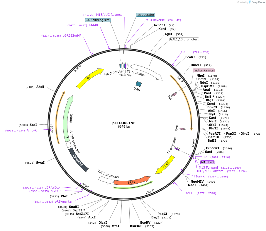 67748-plasmid-map-sequence-id-131396