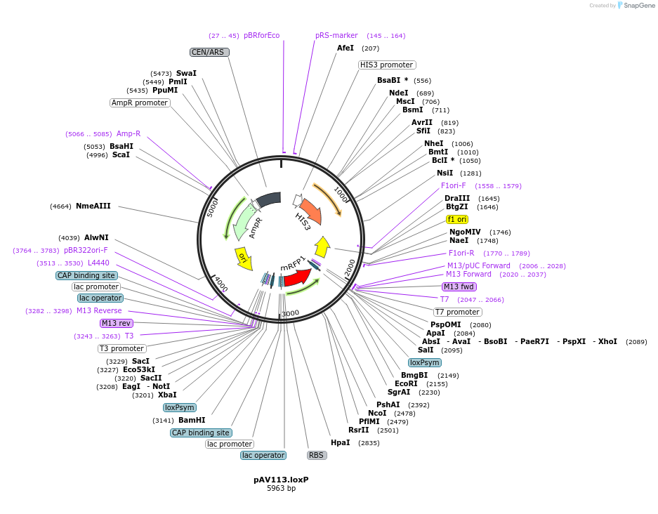 63186-plasmid-map-sequence-id-131462