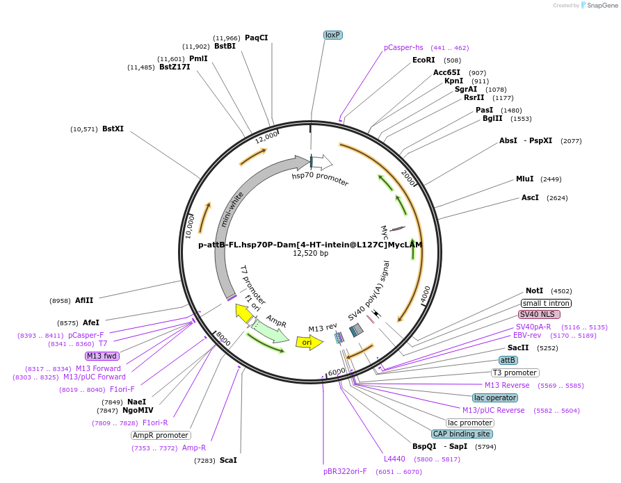 71807-plasmid-map-sequence-id-131576