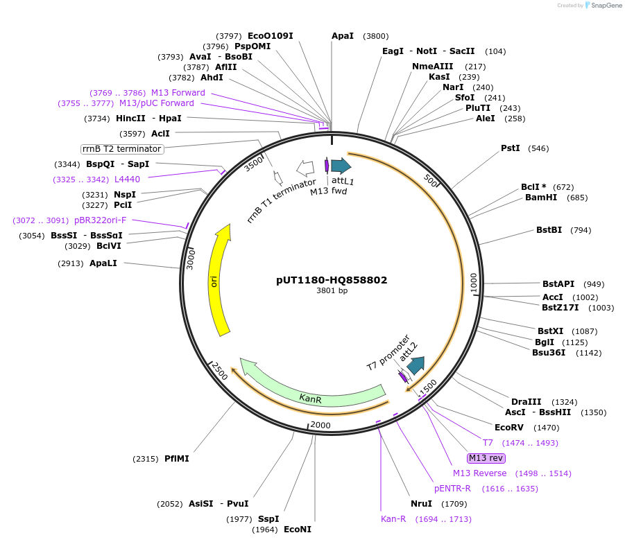 27884-plasmid-map-sequence-id-13158