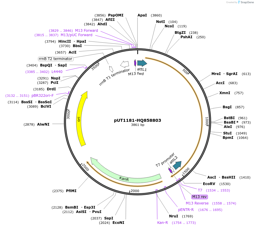 27885-plasmid-map-sequence-id-13159