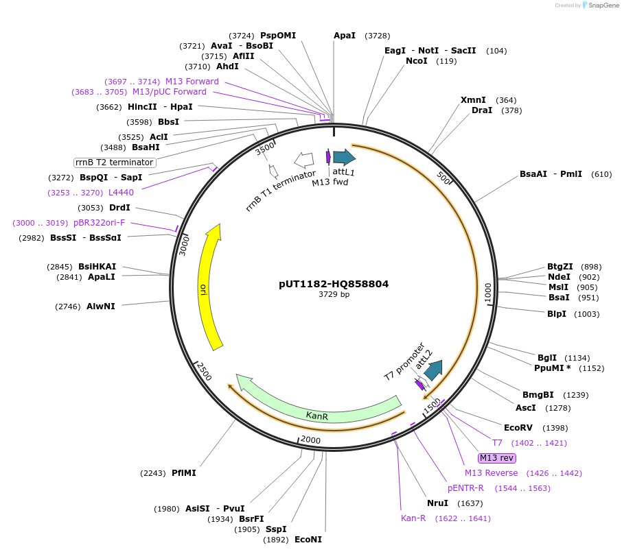 27886-plasmid-map-sequence-id-13160