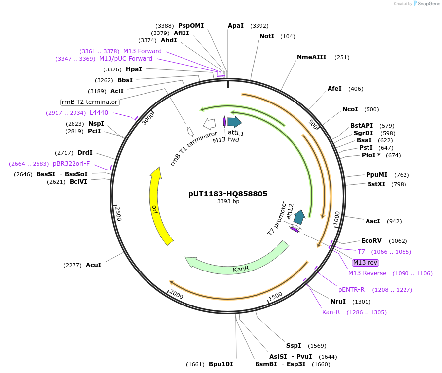27887-plasmid-map-sequence-id-13161