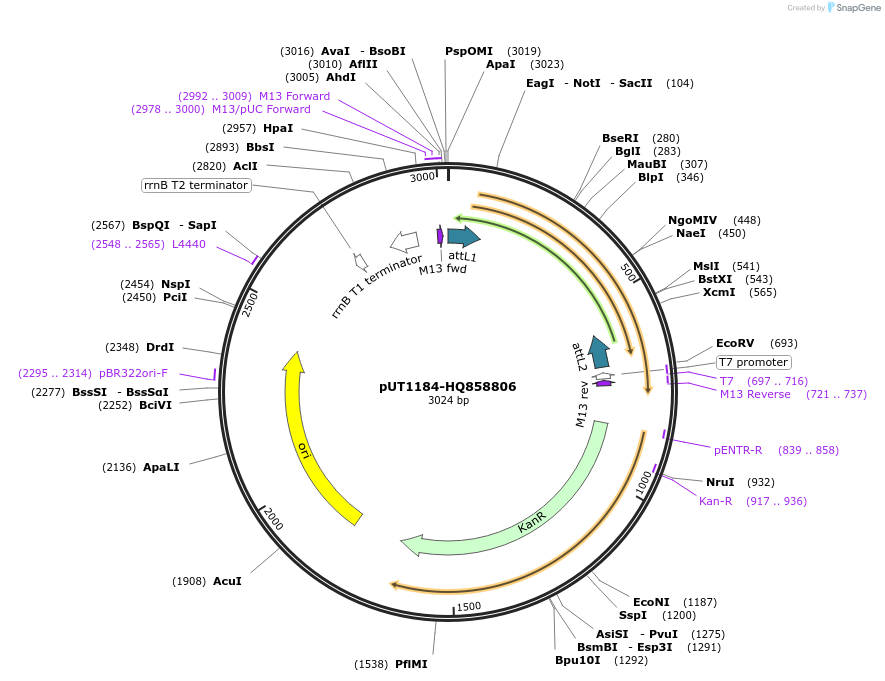 27888-plasmid-map-sequence-id-13162