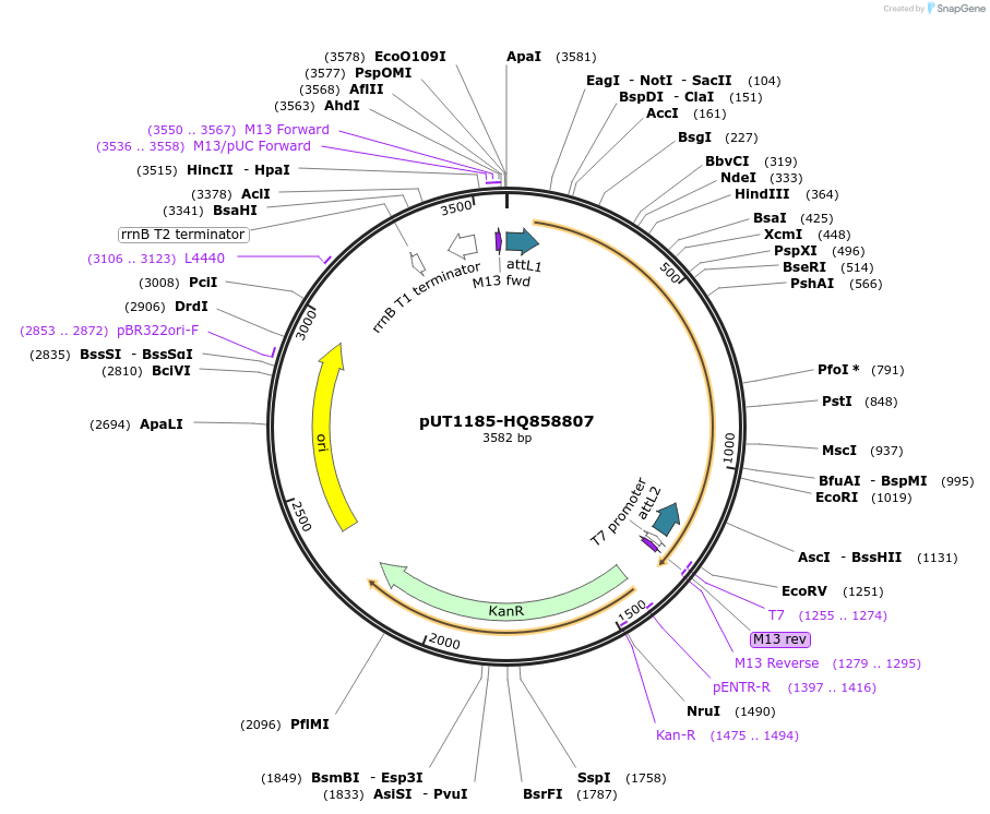 27889-plasmid-map-sequence-id-13163