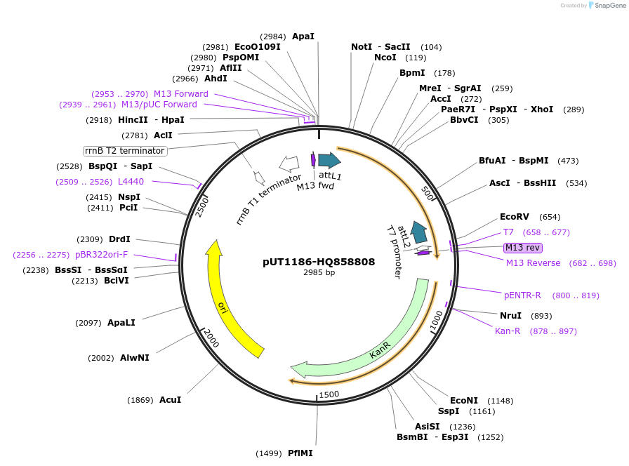 27890-plasmid-map-sequence-id-13164