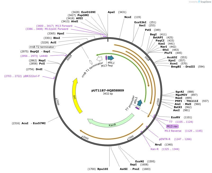 27891-plasmid-map-sequence-id-13165