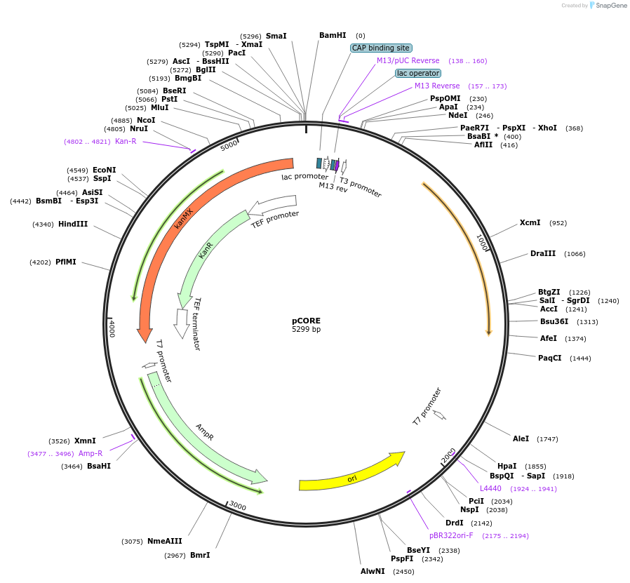 72231-plasmid-map-sequence-id-131660