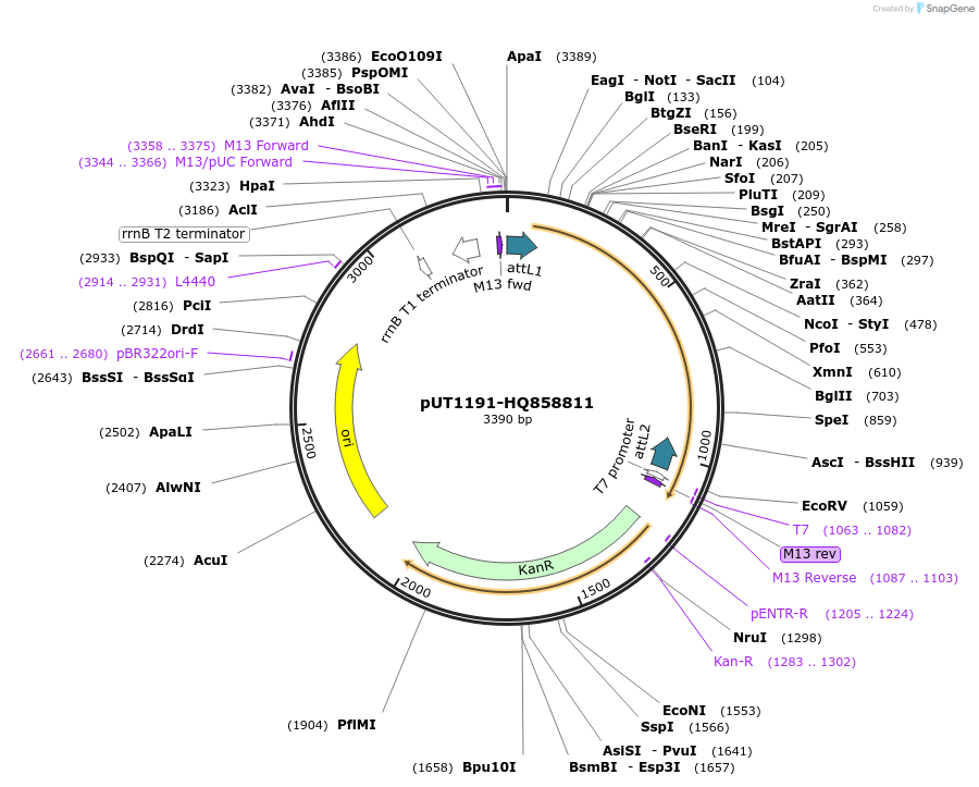 27893-plasmid-map-sequence-id-13167