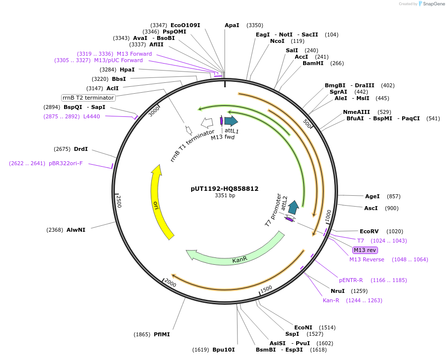 27894-plasmid-map-sequence-id-13168