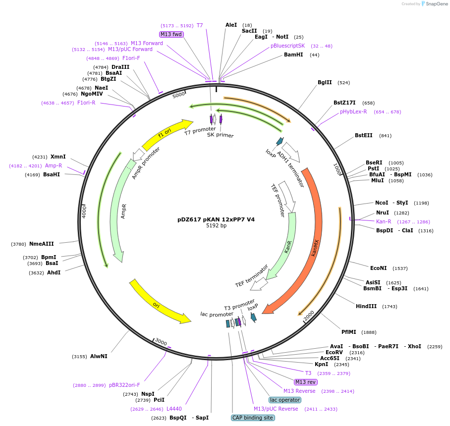 72237-plasmid-map-sequence-id-131685