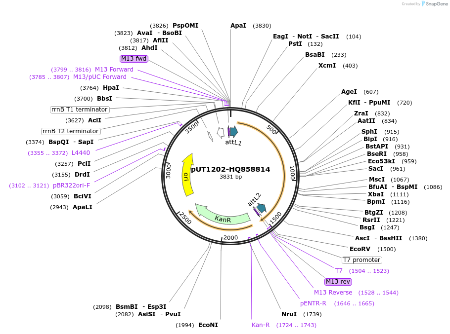 27896-plasmid-map-sequence-id-13170