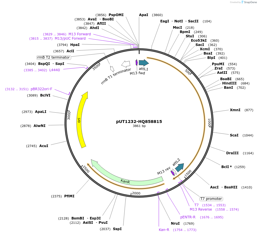 27897-plasmid-map-sequence-id-13171