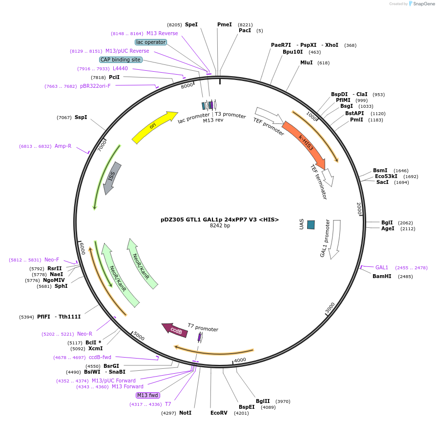 72240-plasmid-map-sequence-id-131718