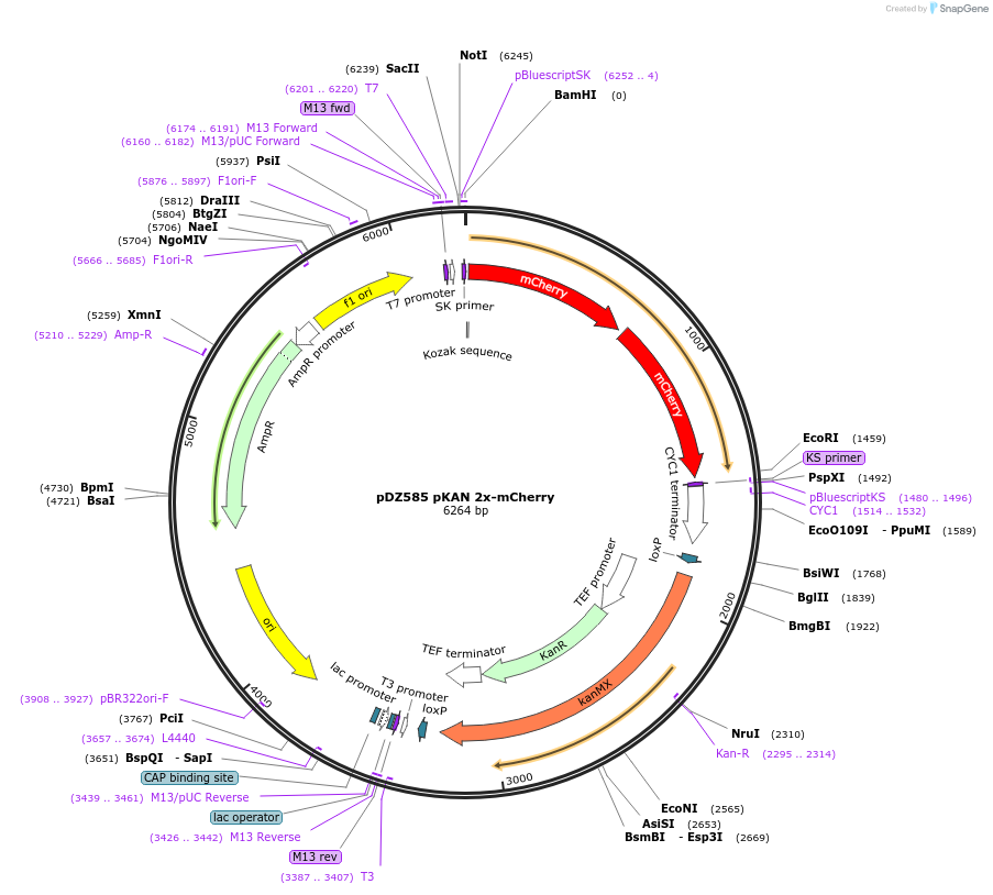 72236-plasmid-map-sequence-id-131719