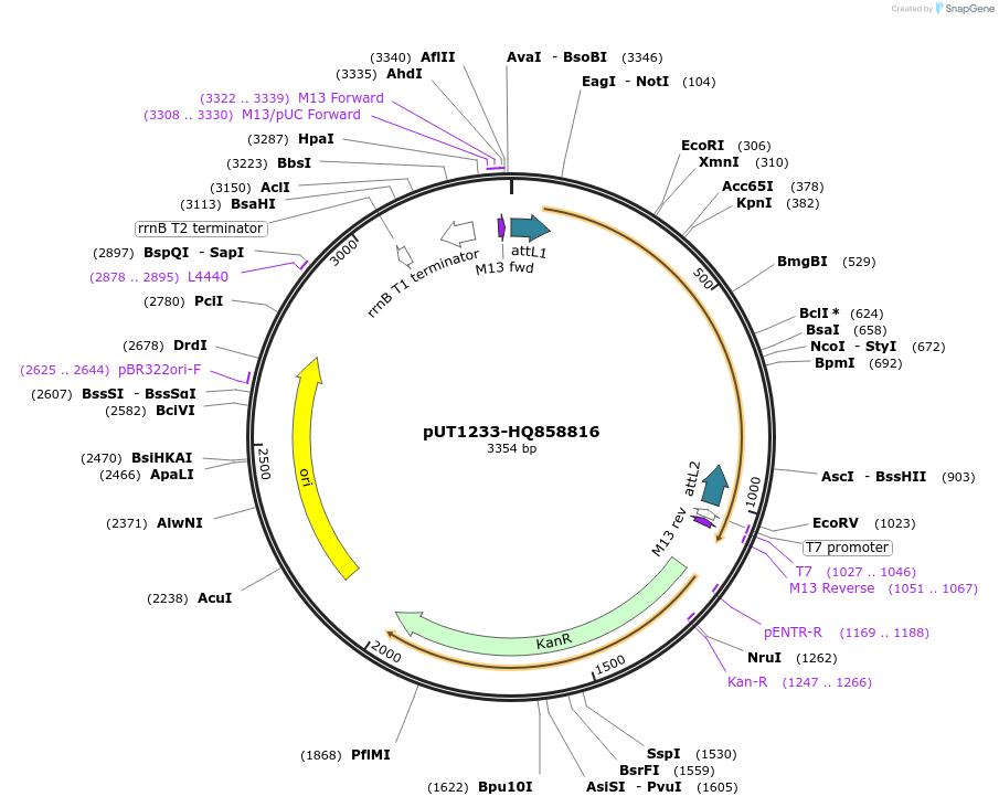 27898-plasmid-map-sequence-id-13172