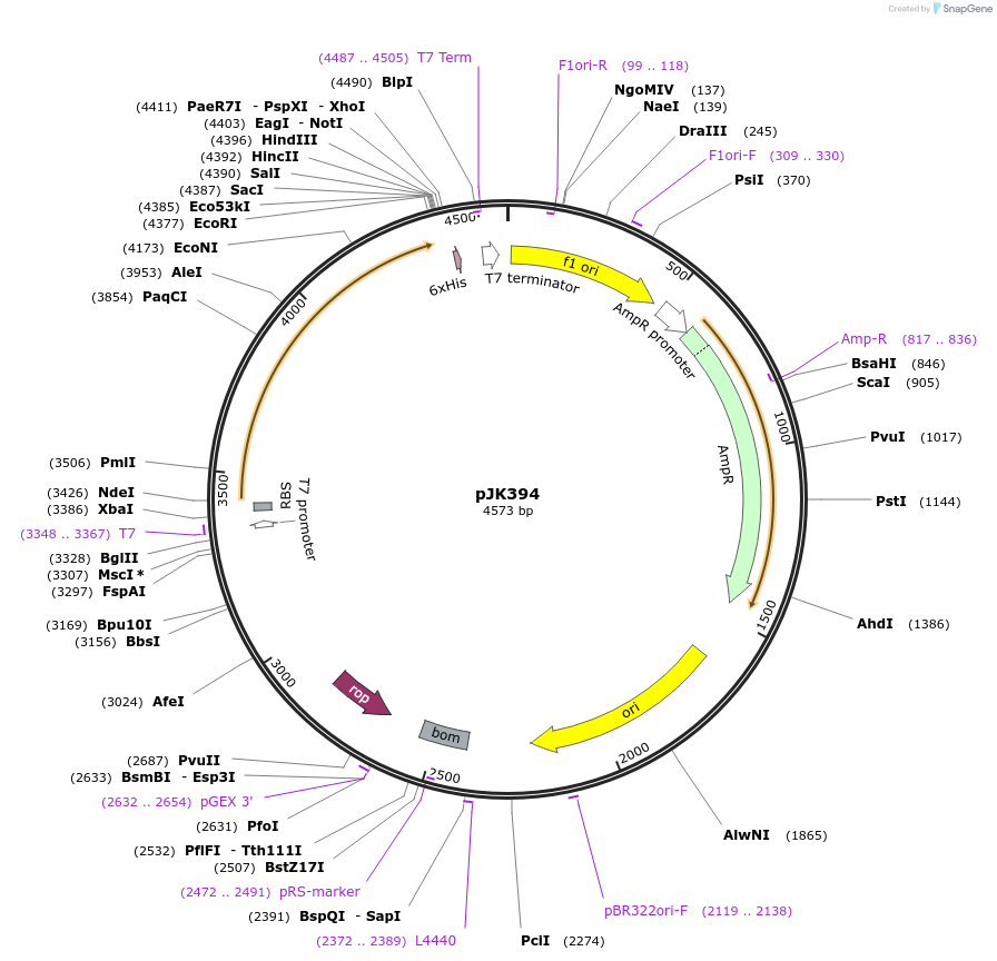 71703-plasmid-map-sequence-id-131723