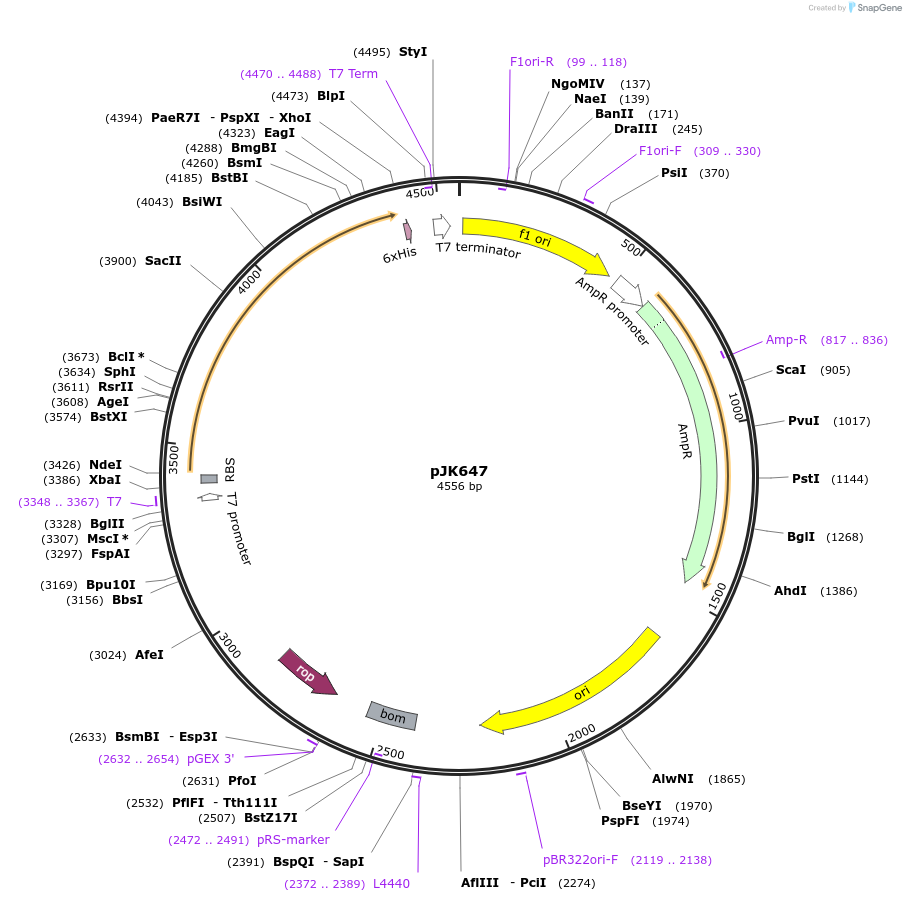 71701-plasmid-map-sequence-id-131729