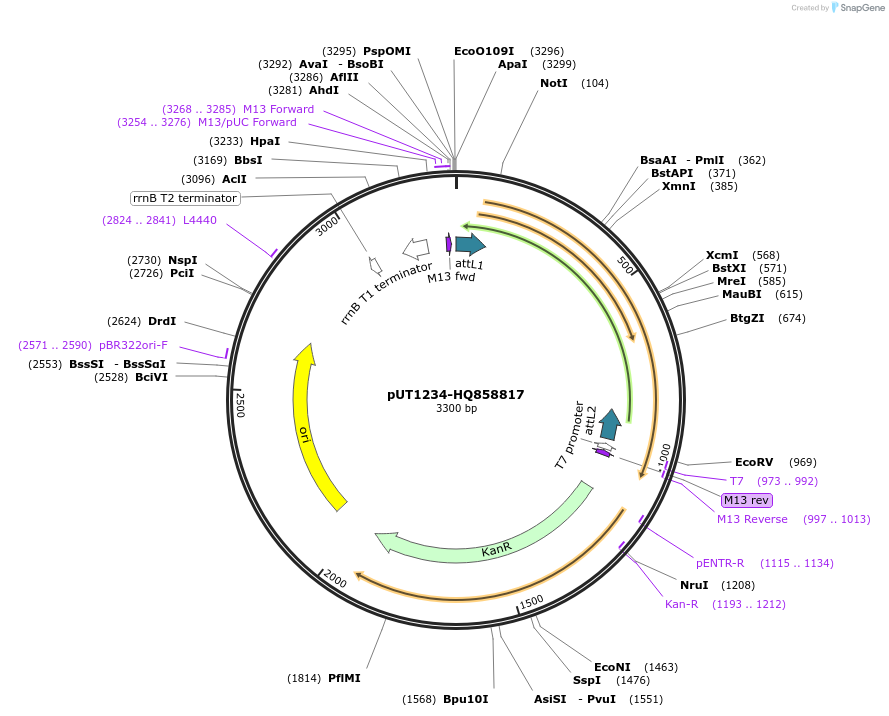 27899-plasmid-map-sequence-id-13173