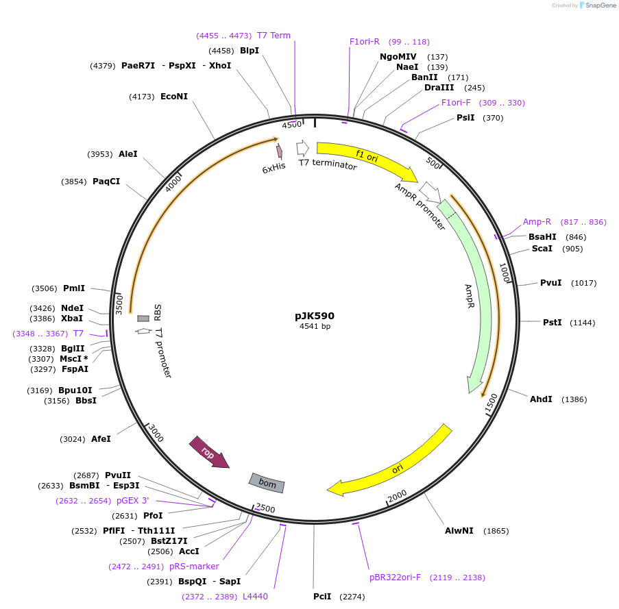 71698-plasmid-map-sequence-id-131731